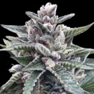 Kosher Sorbet Cannabisblüte – gewachsen aus Feminisierte Hanfsamen von DNA Genetics