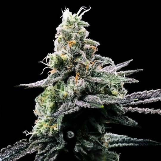 Purple Kosher – DNA Genetics – Feminisiert