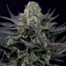Caramba Cannabisblüte – gewachsen aus Feminisierte Hanfsamen von Paradise Seeds