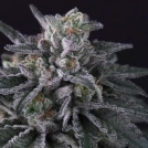 Gulupa Cannabisblüte – gewachsen aus Feminisierte Hanfsamen von Paradise Seeds