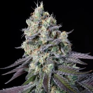 Purple Mints Cannabisblüte – gewachsen aus Feminisierte Hanfsamen von Paradise Seeds