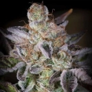 Sweetopia Cannabisblüte – gewachsen aus Feminisierte Hanfsamen von Paradise Seeds