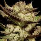 Durga Mata Cannabisblüte – gewachsen aus Feminisierte Hanfsamen von Paradise Seeds