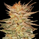 Ice Cream Cannabisblüte – gewachsen aus Feminisierte Hanfsamen von Paradise Seeds