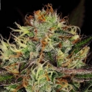Chocolate Wafflez Cannabisblüte – gewachsen aus Feminisierte Hanfsamen von Paradise Seeds