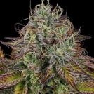 Apricot Candy Cannabisblüte – gewachsen aus Feminisierte Hanfsamen von Paradise Seeds