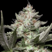 Auto Kong 4 Cannabisblüte – gewachsen aus Automatic Hanfsamen von Paradise Seeds