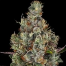 Rainbow Road Cannabisblüte – gewachsen aus Feminisierte Hanfsamen von Paradise Seeds