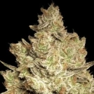 Jacky White Cannabisblüte – gewachsen aus Feminisierte Hanfsamen von Paradise Seeds