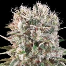 Wappa Cannabisblüte – gewachsen aus Feminisierte Hanfsamen von Paradise Seeds