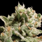 Dutch Dragon Cannabisblüte – gewachsen aus Feminisierte Hanfsamen von Paradise Seeds