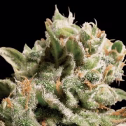 Dutch Dragon Cannabisblüte – gewachsen aus Feminisierte Hanfsamen von Paradise Seeds