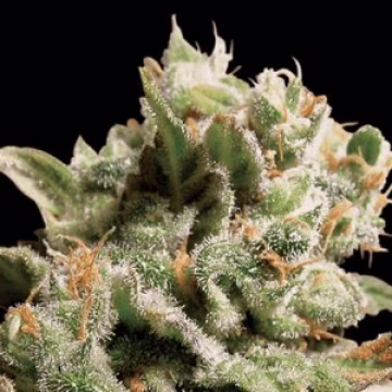 Dutch Dragon Cannabisblüte – gewachsen aus Feminisierte Hanfsamen von Paradise Seeds