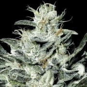 Sensi Star Cannabisblüte – gewachsen aus Feminisierte Hanfsamen von Paradise Seeds