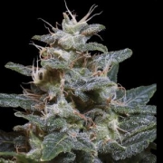 Sweet Purple Cannabisblüte – gewachsen aus Feminisierte Hanfsamen von Paradise Seeds