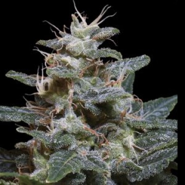 Sweet Purple Cannabisblüte – gewachsen aus Feminisierte Hanfsamen von Paradise Seeds