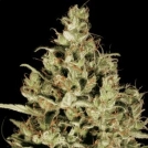 Delahaze Cannabisblüte – gewachsen aus Feminisierte Hanfsamen von Paradise Seeds
