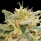 CBDrelief Cannabisblüte – gewachsen aus Feminisierte Hanfsamen von Paradise Seeds