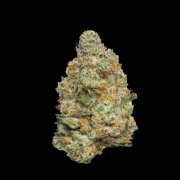 Apple Fritter Autoflower Cannabisblüte – gewachsen aus Automatic Hanfsamen von Growers Choice