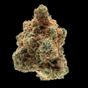 Monkey Glue Cannabisblüte – gewachsen aus Feminisierte Hanfsamen von Growers Choice