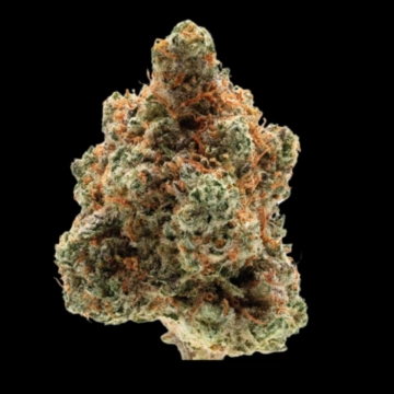 Monkey Glue Cannabisblüte – gewachsen aus Feminisierte Hanfsamen von Growers Choice