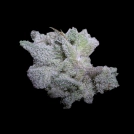 Braindamage Cannabisblüte – gewachsen aus Automatic Hanfsamen von Growers Choice