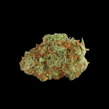 Monsterbud Cannabisblüte – gewachsen aus Feminisierte Hanfsamen von Growers Choice