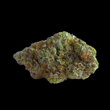 Blue Forest Berry Cannabisblüte – gewachsen aus Feminisierte Hanfsamen von Growers Choice