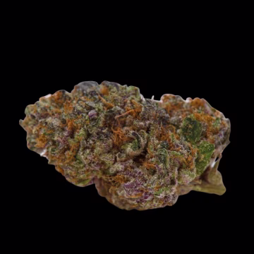 Blue Dream Sherbet Cannabisblüte – gewachsen aus Automatic Hanfsamen von Growers Choice