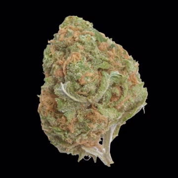 Banana Glue Cannabisblüte – gewachsen aus Feminisierte Hanfsamen von Growers Choice