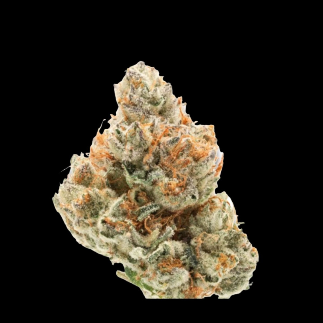 Chocolate Sherbet – Growers Choice – Feminisiert