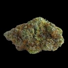 Blue Forestberry Cannabisblüte – gewachsen aus Automatic Hanfsamen von Growers Choice