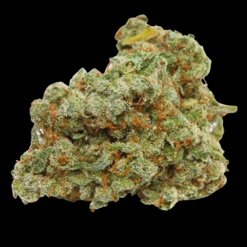 Double xl Banana Sherbet Auto Cannabisblüte – gewachsen aus Automatic Hanfsamen von Growers Choice