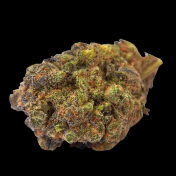 Wifi Punch Cannabisblüte – gewachsen aus Feminisierte Hanfsamen von Growers Choice