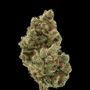 Frosty Gelato Cannabisblüte – gewachsen aus Automatic Hanfsamen von Growers Choice