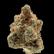 Monkey Glue Cannabisblüte – gewachsen aus Automatic Hanfsamen von Growers Choice