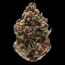 Pink Magic Fast Version Cannabisblüte – gewachsen aus Feminisierte Hanfsamen von Growers Choice