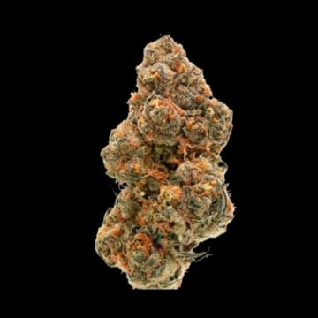 Weddingcake x Frosty Gelato Cannabisblüte – gewachsen aus Feminisierte Hanfsamen von Growers Choice