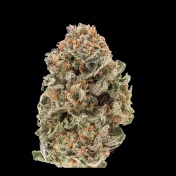 Mighty Amstel Freezeland (MAF) Cannabisblüte – gewachsen aus Feminisierte Hanfsamen von Growers Choice