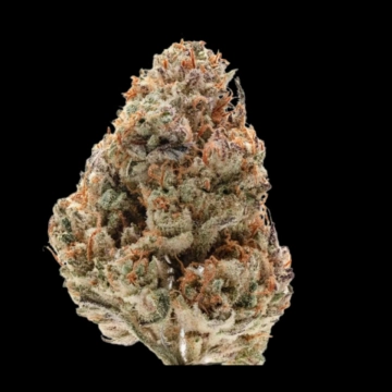 Octane Fire Cannabisblüte – gewachsen aus Feminisierte Hanfsamen von Growers Choice