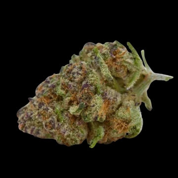 Purple Sunset Cannabisblüte – gewachsen aus Feminisierte Hanfsamen von Growers Choice