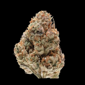 Silvergrape Sherbet Cannabisblüte – gewachsen aus Feminisierte Hanfsamen von Growers Choice