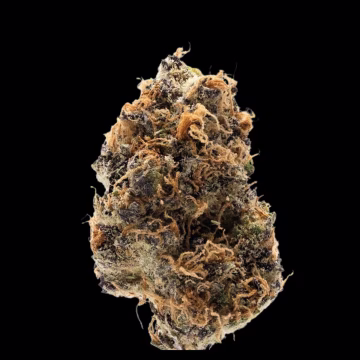 Watermelon Punch Cannabisblüte – gewachsen aus Automatic Hanfsamen von Growers Choice