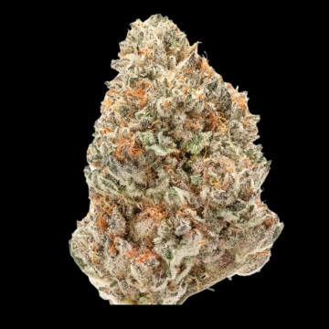 Double xl Watermelon Weddingcake Auto Cannabisblüte – gewachsen aus Automatic Hanfsamen von Growers Choice