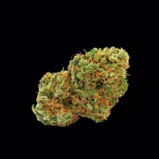 Grapefruit x Bubblegum Cannabisblüte – gewachsen aus Automatic Hanfsamen von Growers Choice