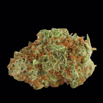 Monsterbud Cannabisblüte – gewachsen aus Automatic Hanfsamen von Growers Choice