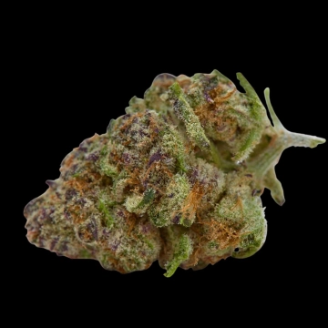 Purple Sunset Cannabisblüte – gewachsen aus Automatic Hanfsamen von Growers Choice