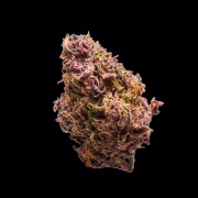 Red Jack Cannabisblüte – gewachsen aus Automatic Hanfsamen von Growers Choice