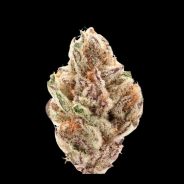 Sour Zkittlez Cannabisblüte – gewachsen aus Automatic Hanfsamen von Growers Choice