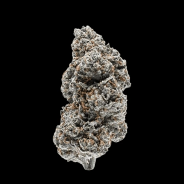 Tangerine Sherbet Cannabisblüte – gewachsen aus Feminisierte Hanfsamen von Growers Choice